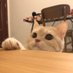 猪猪软糖 (@candyppig) Twitter profile photo 猪猪软糖 (@candyppig) Twitter profile photo