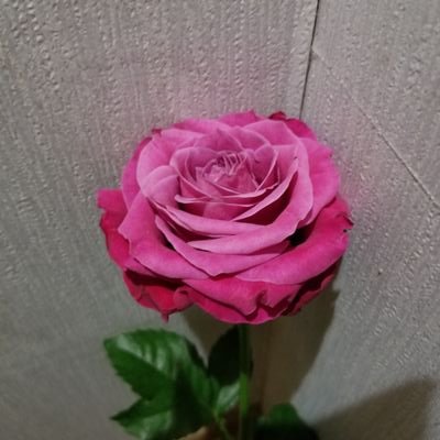 オタクの独り言アカウント。ひとりごとを言う以外は閲覧用……でした。 2018交換用兼用で使う為に初めて鍵を開けました。交換品がない時期は鍵をかけてたりします。金銭の絡むお取引は成人済(または社会人)の方とのみ。元々独り言用なので、ぽつぽつ呟きます。
稀に二次創作話もするので気になる方は取引時以外ミュート推奨。