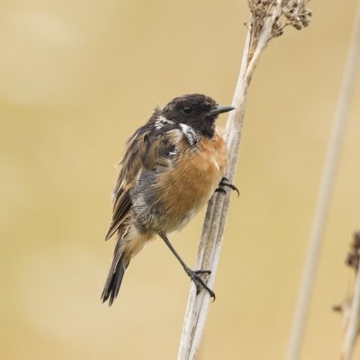 Birding, photography and coffee.