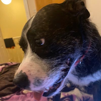 Account run by Hoomum. My paws are too big to type 🐾
I love chicken.
Did someone say chicken?
Where's the chicken!
Ohhh walks.
Did someone say walks.....