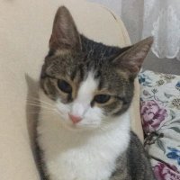 pamuk (@uzaylipamuk) Twitter profile photo