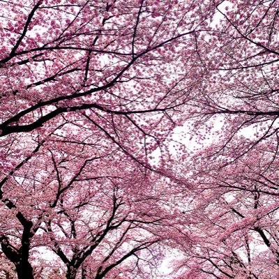 Kuro_PUBGmobile's profile picture. ぱん