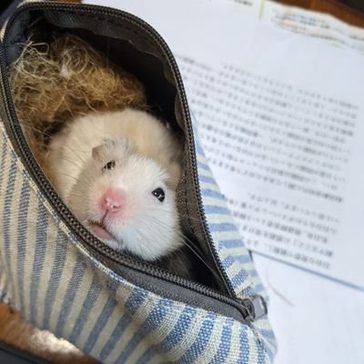 旦那さんとハムスターと暮らしています。
将来マルチリンガル翻訳家、翻訳者目指して英語力0から独学で勉強中
英語、中国語、韓国語、イタリア語、ドイツ語その他複数言語を勉強中。宅建、貿易の勉強にも興味津々な発達障害者抑うつ状態者です