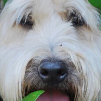 Dean Steinberger OD (@optometricsa) 's Twitter Profile