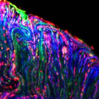 MicroMatrix (@the_micromatrix) 's Twitter Profile