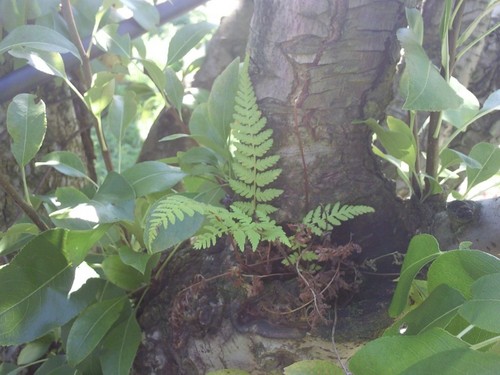 Aussiespoor's profile picture. Bringing up  four kids on the dole.Its nearly impossible now! A week without everytime the rego,power or phone bills come.$600 per week just dont stretch !!!!