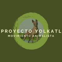 Proyecto Yolkatl, Movimiento Animalista(@PYolkatl_mx) 's Twitter Profile Photo
