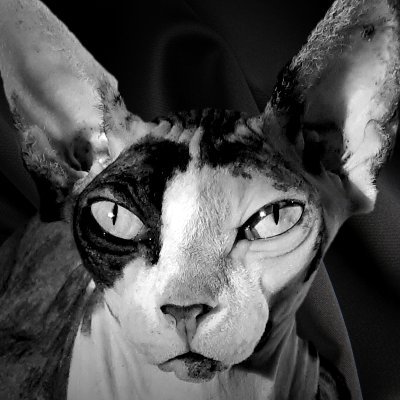 Graphiste - Directeur artistique - je créé des interfaces et des posters