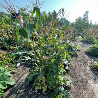 Three Sisters Gardening Project (@threesistersisu) 's Twitter Profile