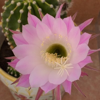 Marcela6522's profile picture. 