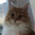 #queenfliss👑 (@fairytalecat24) Twitter profile photo #queenfliss👑 (@fairytalecat24) Twitter profile photo
