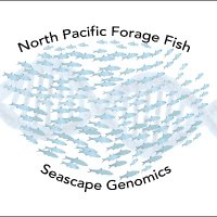 Seascape Genomics of N. Pacific Forage Fishes (@seascapegenomes) 's Twitter Profile