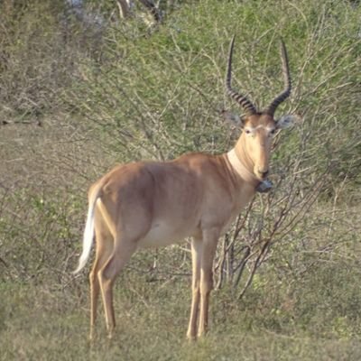 Join us in recovering the population of the critically endangered Hirola antelope.