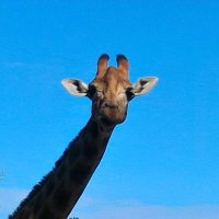 Ludo (@zcrotal) 's Twitter Profile