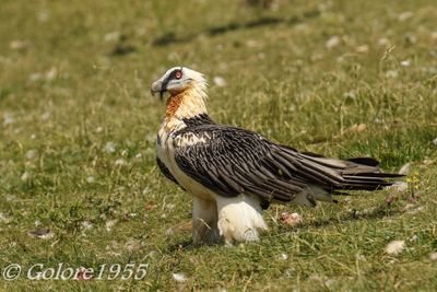 Jubilado, fotógrafo de fauna. Abuelo de Iu, Kai y Mat. ¿La IA dejará decir las mismas estupideces que ahora en las RRSS o habrá un filtro?