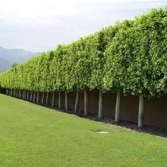 RahulKundraRK's profile picture. 