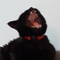 𝒷𝓊𝓃𝓃𝓎 ♡ (@bunnykyu) 's Twitter Profile