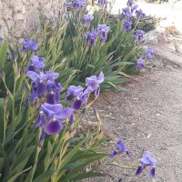 M.Teresa Jové Vernet (@tjovev) 's Twitter Profile Photo