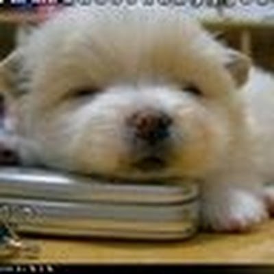 AnaMariaVintil1's profile picture. Corgi enthusiast :)