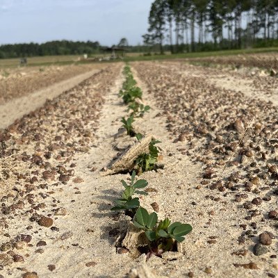 Our mission is to develop high yielding peanut cultivars with improved quality, disease resistance, and agronomics for peanut growers in Georgia and beyond.