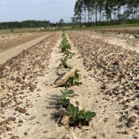 UGA Peanut Breeding (@ugapnutbreeding) 's Twitter Profile Photo UGA Peanut Breeding (@ugapnutbreeding) 's Twitter Profile Photo