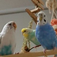 きのこ🍄 (@sorayukiretama) 's Twitter Profile