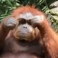 hode (@beasthode) Twitter profile photo