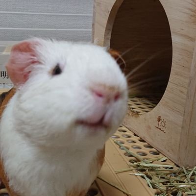 OKUYA80837343's profile picture. YouTubeの動画アップ始めました。
ペーパーフラワーのメイキング動画を中心にクラフト系をがんばります❗