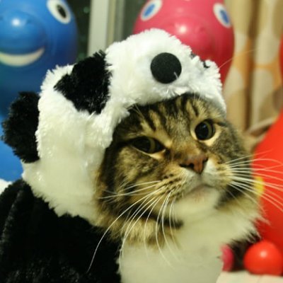 Python_Pandas's profile picture. https://www.theodorerooseveltcenter.org/Learn-About-TR/TR-Encyclopedia/Culture-and-Society/Man-in-the-Arena.aspx

Profile:  fox_kiyo 
Header: mr.throk