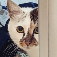 カキピー(わさび) (@3238yuu) 's Twitter Profile Photo カキピー(わさび) (@3238yuu) 's Twitter Profile Photo