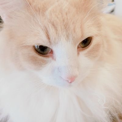 ahiyundao's profile picture. #春夏秋冬カンパイしよ 
@toiro_shiki