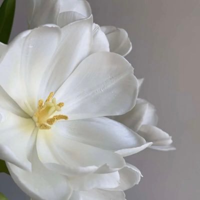 RnaaWA's profile picture. A piece of our light emerges brighter when we express kindness or compassion. It's what makes our soul sparkle and shine.🦌