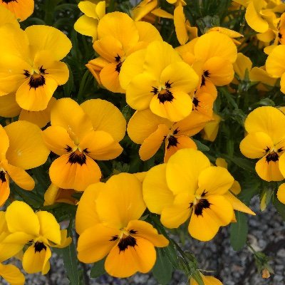 Toramaro1004's profile picture. Twitter初心者