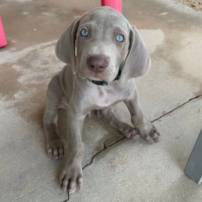 roselex2's profile picture. momma.... mommy.... mom