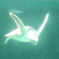 T-Creators (@turtle_creators) 's Twitter Profile