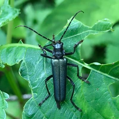 Green21191062's profile picture. 大学農学部2年 / 生き物(昆虫メイン)のための垢 / クワガタムシ / セアカelongatusを育てるのが夢