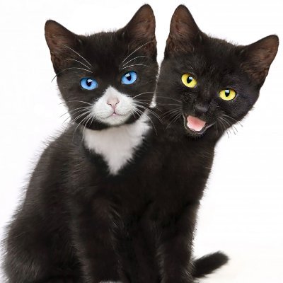 kingdom2heads's profile picture. Puppy 2-heads & Kitty 2-heads - because 2 heads are cuter than one! And they star in children's picture ebooks. Find them in the kindle store for 99cents.