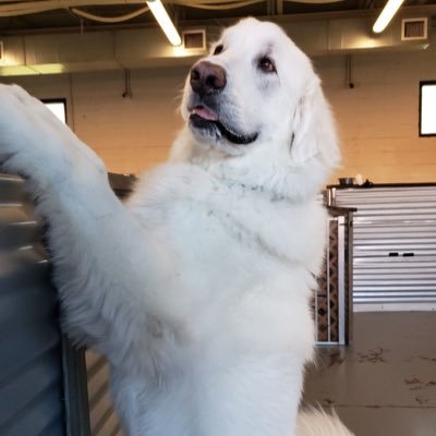 My suspended account @Pyrmom8888 is back up PLEASE follow me there. DESPISE Trump & MAGA 🤬Rescuer of great Pyrenees floofs 🐶 💙💙💙 🏳️‍🌈