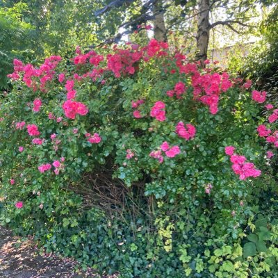 micaoife's profile picture. 