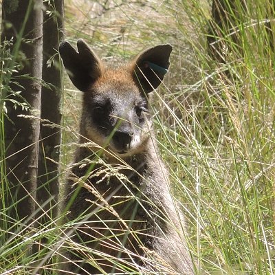 'Retired' vet epidemiologist. Formerly with ACIAR, Principal Scientist Animal Biosecurity in Canberra, CVO/Director of Animal and Plant Health in PNG.