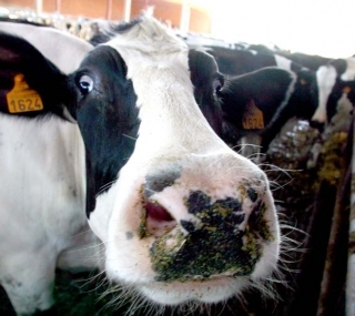 Fans_loca_Alice's profile picture. Bienvenidos al club de fans de @AliceSaadeSchou , la persona más tarada del planeta...