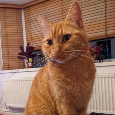 Loulybob's profile picture. I don't really get Twitter but I'm going to use it as a place to shout into the void and hope the void doesn't scream back at me