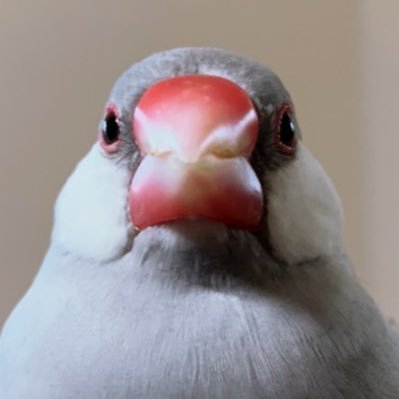 文鳥7羽 マメルリハ2羽 その他小動物 20匹の生き物と生活しています。よろしくお願い致します😊 無言フォローすみません! インスタ、YouTube細々やってます💕 https://t.co/Km6eK5nOf0