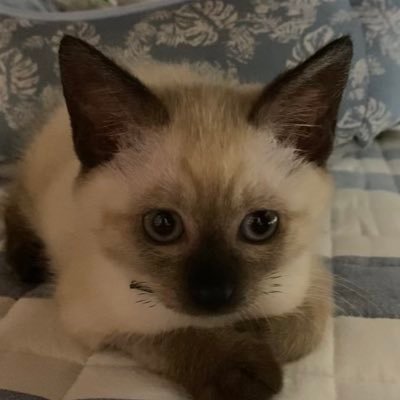 LiORBAHcsRPeofB's profile picture. 