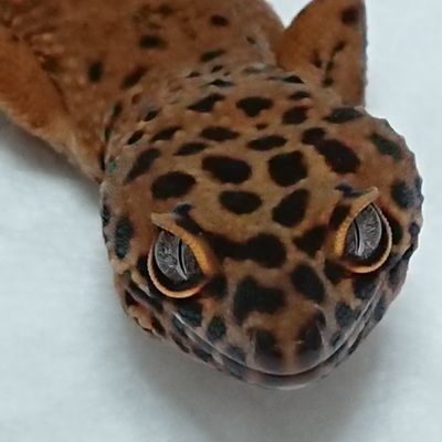 兵庫県で爬虫類のブリード(今のところレオパのみ)、販売をしています🦎
こちらは通常アカウントです☺️
販売アカウントは@patapata_repです✨