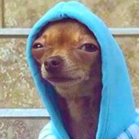 Perrito del MIR 🐶🏵️ (@perritodelmir) 's Twitter Profile Photo Perrito del MIR 🐶🏵️ (@perritodelmir) 's Twitter Profile Photo