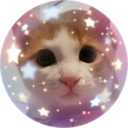 #うちの碧🐈10.9保護・推定H29(2017)9.15生まれ・雑多垢・日常・のほほん暮らし🫧かわいいものすき・石川・大阪🗾フォロバ気まぐれ・ご挨拶いりませんフリースタイル🪼基本DM使いません・動物に優しい世界を望みます🩷中島卓偉🎸🪩
xは自己満ワールド🛸　 #おれのカラオケ
