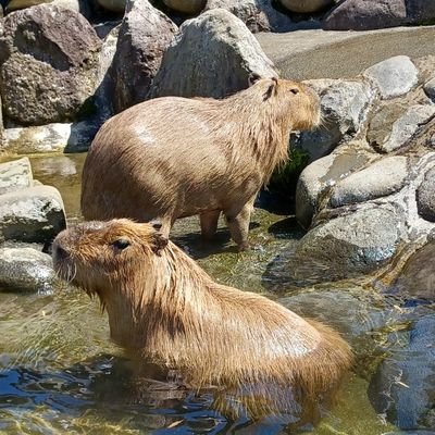 タイガース プロレス 旅 食 歴史 京都 動物 が好き
宿泊業従事者です 最近は演劇に夢中
みんな観劇しようぜ! #SHEROES 全力応援! #若尾桂子 推し #婚サバ迷ミチ 10/23〜10/27 #イバラリア 12/11〜12/15