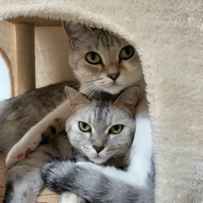 愛猫2匹と家族3人で某県の片田舎に在住。ボードゲームと輸入ボードゲームの翻訳、イラスト、物書きを楽しむ日々です。2018年から #線維筋痛症 に罹患し、闘病の日々(闘病の為、キャンプは休止中、木工は少しずつ再開) #ボードゲーム #キャンプ #男料理 #木工 #DIY