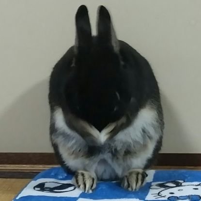 （ ˆᴗˆ ）ﾋﾅｺさんのプロフィール画像